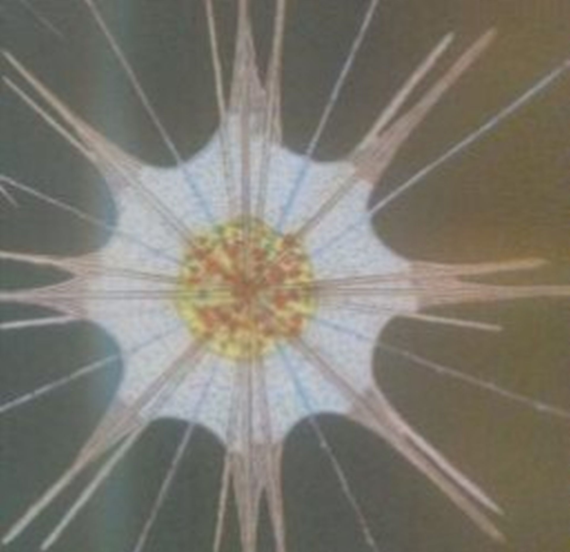  Acanthometra tetracopa ( Acantharia).