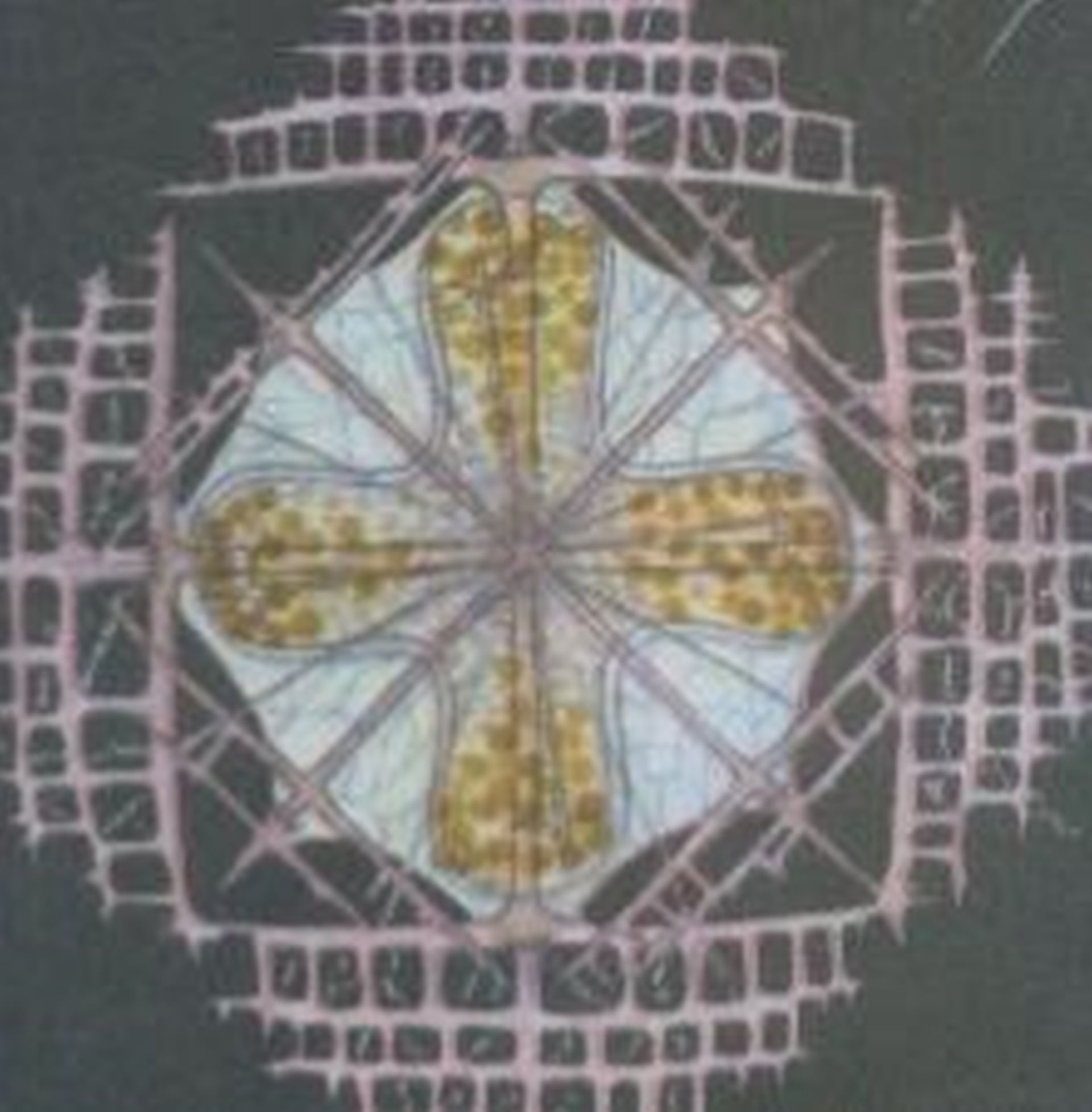  Lithoptera mulleri ( Acantharia).